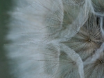 Goat's Beard Clock, Side