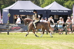 Class 108-109 - BSPS LIHS Open Gradle & Nursery Stakes portfolio