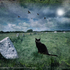 Cornish Black Cat