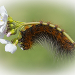 Garden Tiger Moth