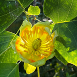 Tulip Tree Flower
