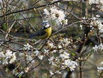 Blue Tit