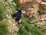Puffin