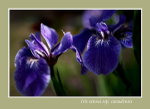 Iris setosa ssp. canadensis