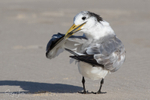 Preening Sand 2