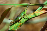 Meadow Grasshopper