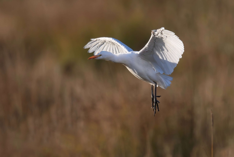 Cattle Egret - St Aidan's RSPB reserve - Leeds