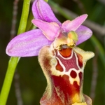 Apulian Ophrys (Ophrys fuciflora ssp. apulica)