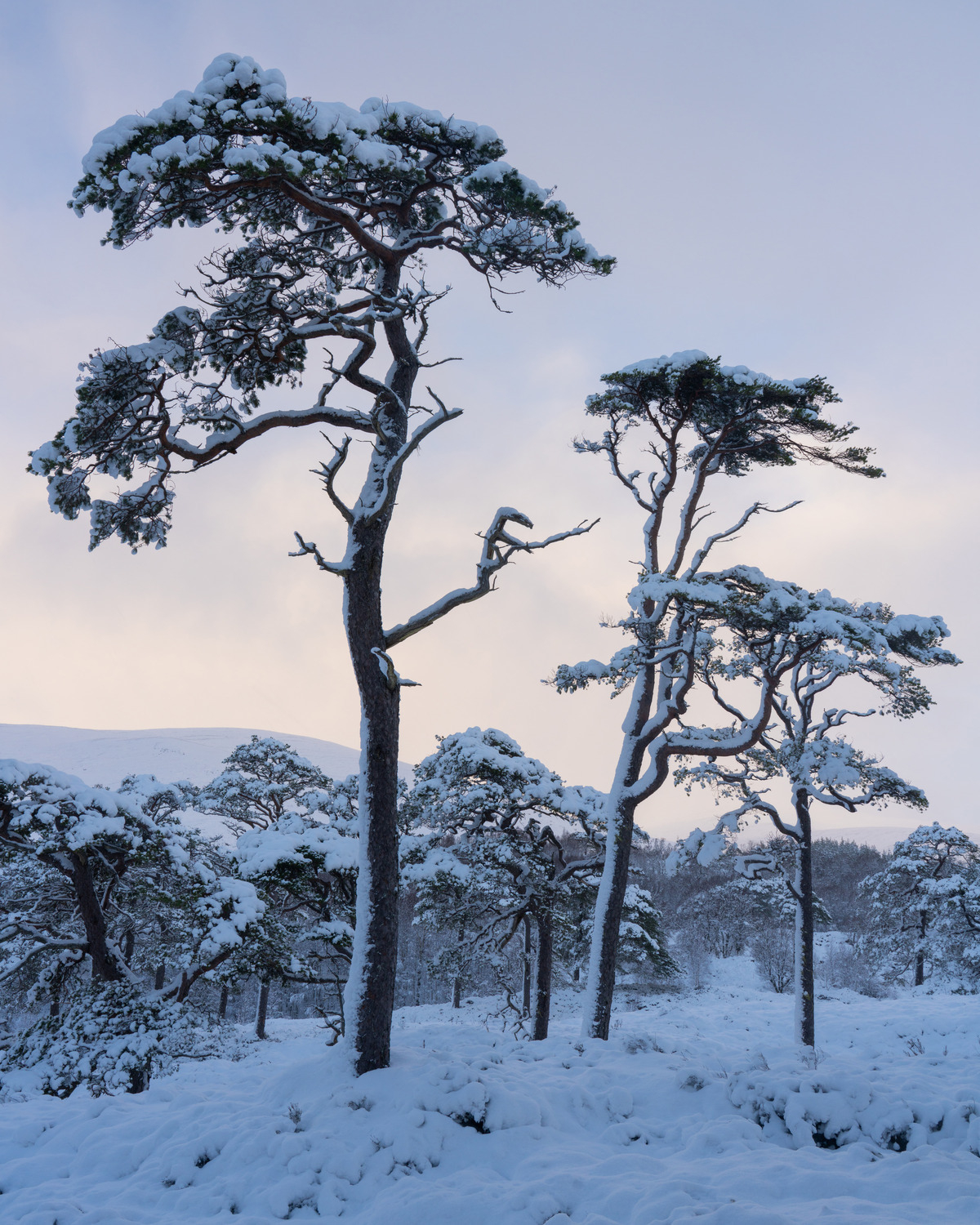 Snow-clad Pines II
