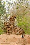 Cheetahs - Abasi and Azizi