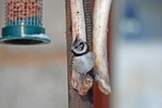 January 2010 - Crested Tit