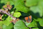 Small Copper