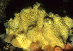 Myxilla incrustans