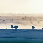 Morning Mists