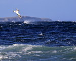 Gannet begins dive, Duncansby Ness, Scotland