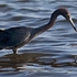 Heron-1-0520