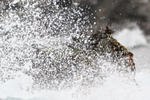 Blackish Oystercatcher watches wave crashing on rocks, Chile