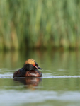 Slavonian Grebe on Lake Myvatn, Iceland