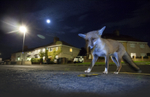 Bristol urban fox cleaning up waste food in an urban street.