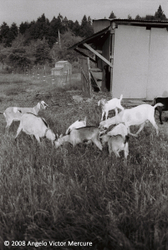 Farm Animals portfolio