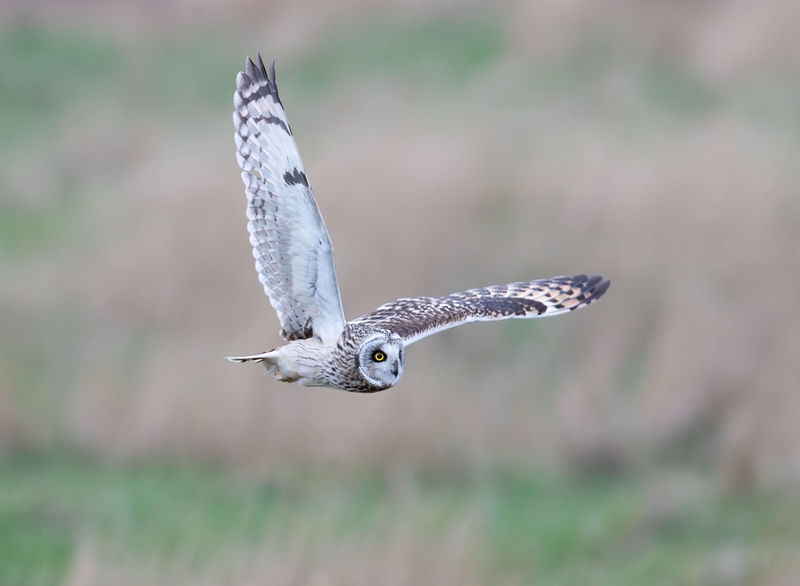 Short Eared Owl