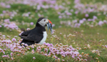 Puffen with Fish 13
