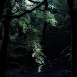Moonlit glade, Dartmoor