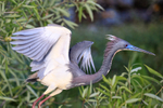 Tricolored Heron with raised wings, Wakodahatchee Wetlands, Florida
