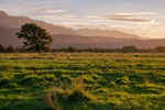 Fox Glacier Meadows