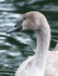 1st August Cygnet