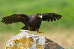 Caracara 2