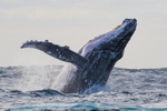 Whale Breach 2 0A3A9880