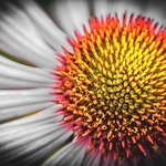 GL-07-Cornflower in Close-up