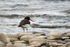 Oystercatcher