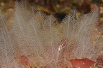 Kirchenpaueria similis TBC
