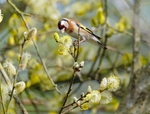 Goldfinch