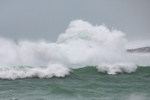 Storm Bird
