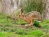 Brown Hare running on Big Otmoor