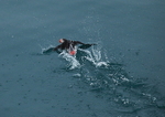Puffin 2