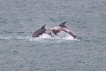 A pair of Rissos Dolphins breaching. Anglesey     ref 3490