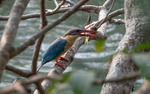 Stork-bellied Kingfisher