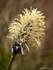 Hare's-tail Cottongrass (01)