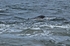 Bottlenose Dolphin