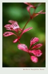 Berberis buxifolia 'Nana' 1