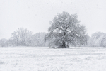 Winter Oak