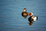 Red-crested Pochards
