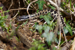 Adder basking in the sun above Tilly Whim Caves