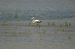 Greater Flamingo