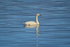 Whooper Swan