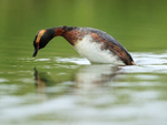 Slavonian Grebe diving, Lake Myvatn, Iceland